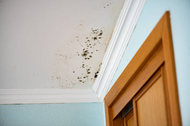 Best Emergency Mold Removal  in Kathleen, FL