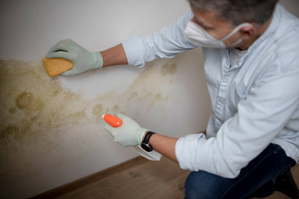 Best Professional Mold Removal  in Kathleen, FL