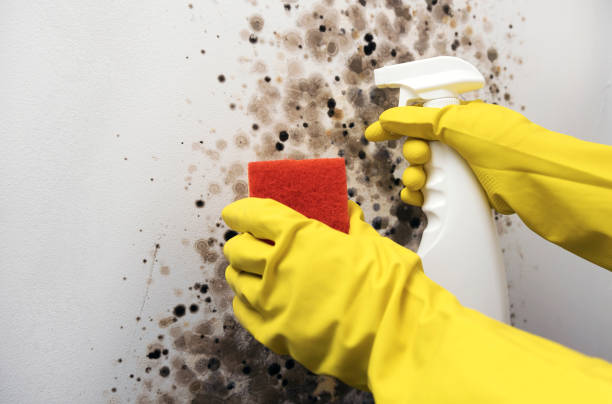 Best Crawl Space Mold Removal  in Kathleen, FL